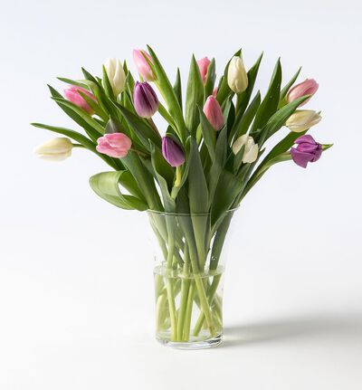 15 tulipaner kalde farger
